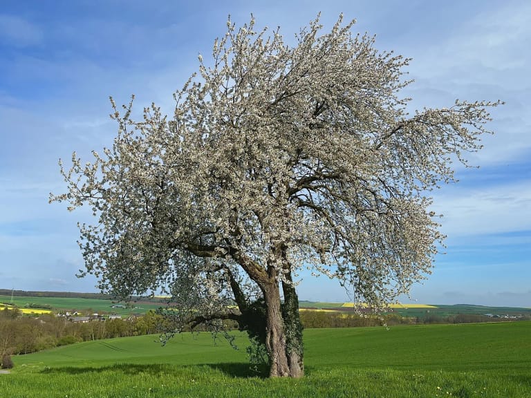 Ein weiß blühender, einzeln stehender Baum am Feldrand, dahinter weite Felder