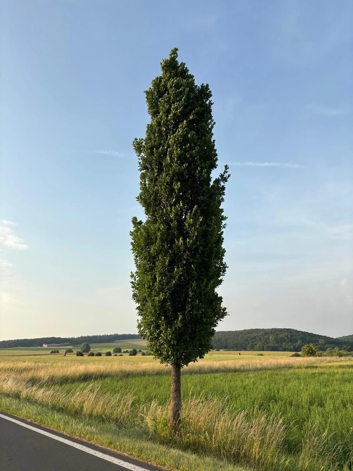 Eine schlanke, hochgewachsene Eiche am Straßenrand zwischen Feldern, dahinter bewaldete Hügel