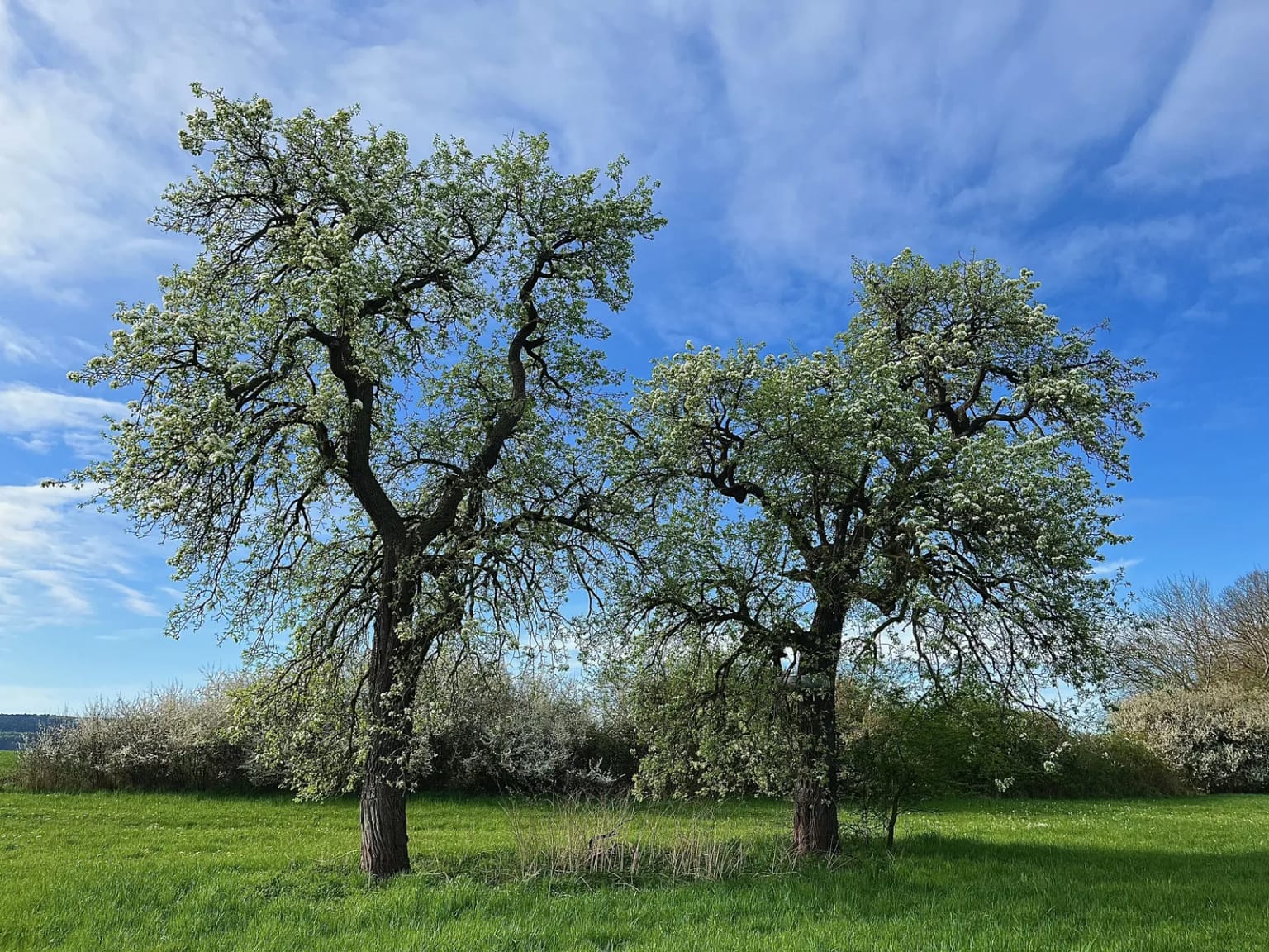 Zwei alte Birnbäume nebeneinander auf einer Wiese, weiß blühend unter blauem Himmel