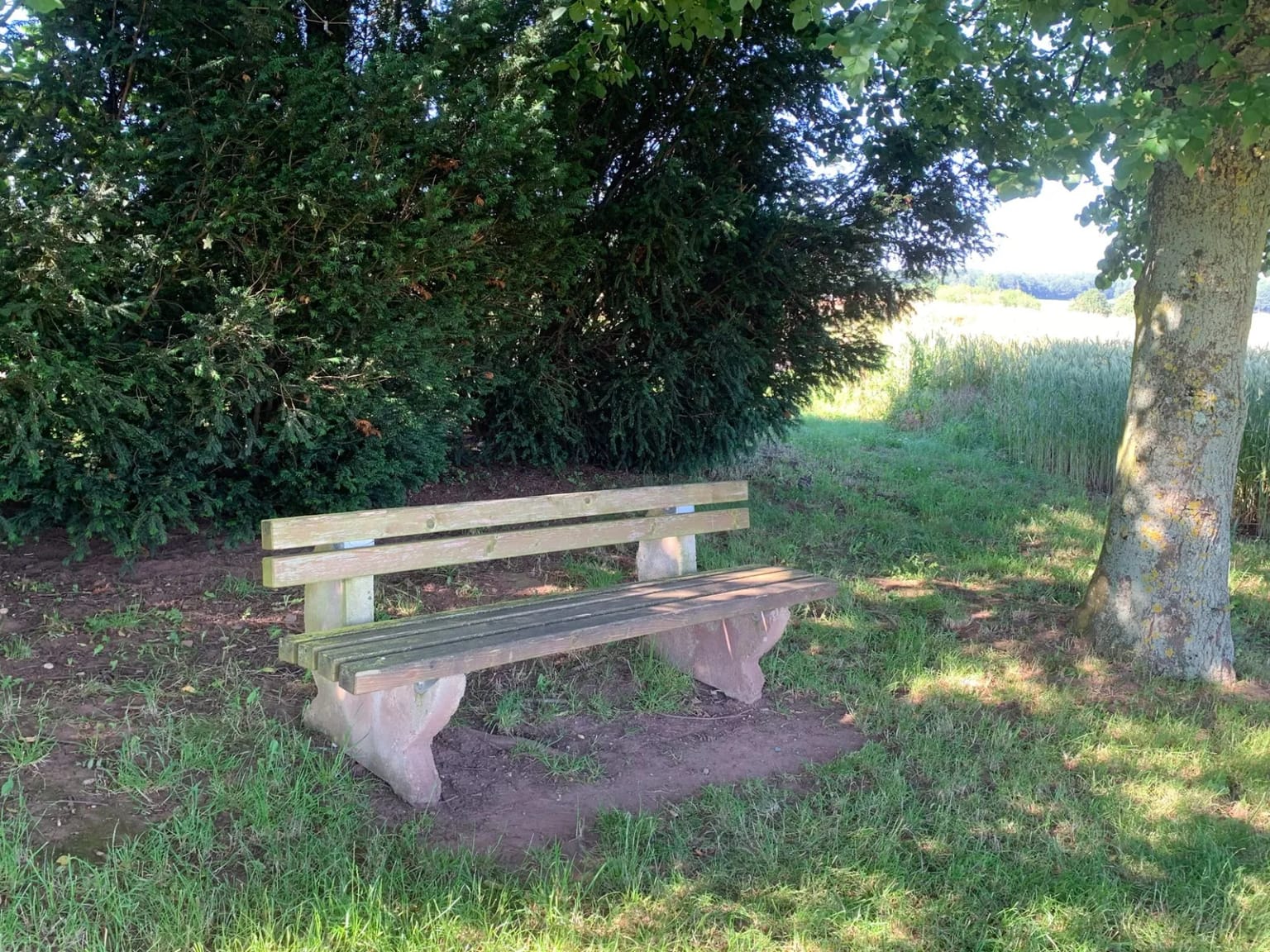 Eine Holzbank im Schatten eines großen Baumes am Feldrand