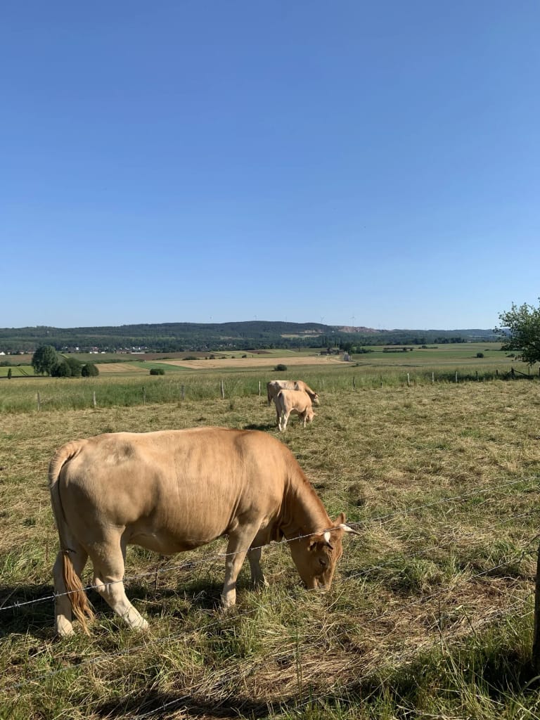 Eine hellbraune Kuh grast auf der Weide vor dem Aussichtspunkt